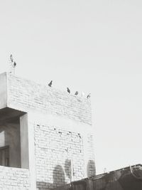 Low angle view of birds flying in building against clear sky