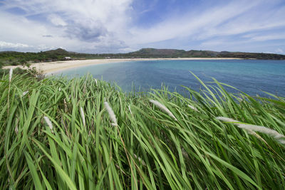 Green grass at tanjung ann beach, kuta mandalika, lombok. scenic view of sea against sky