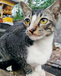 Close-up portrait of a cat