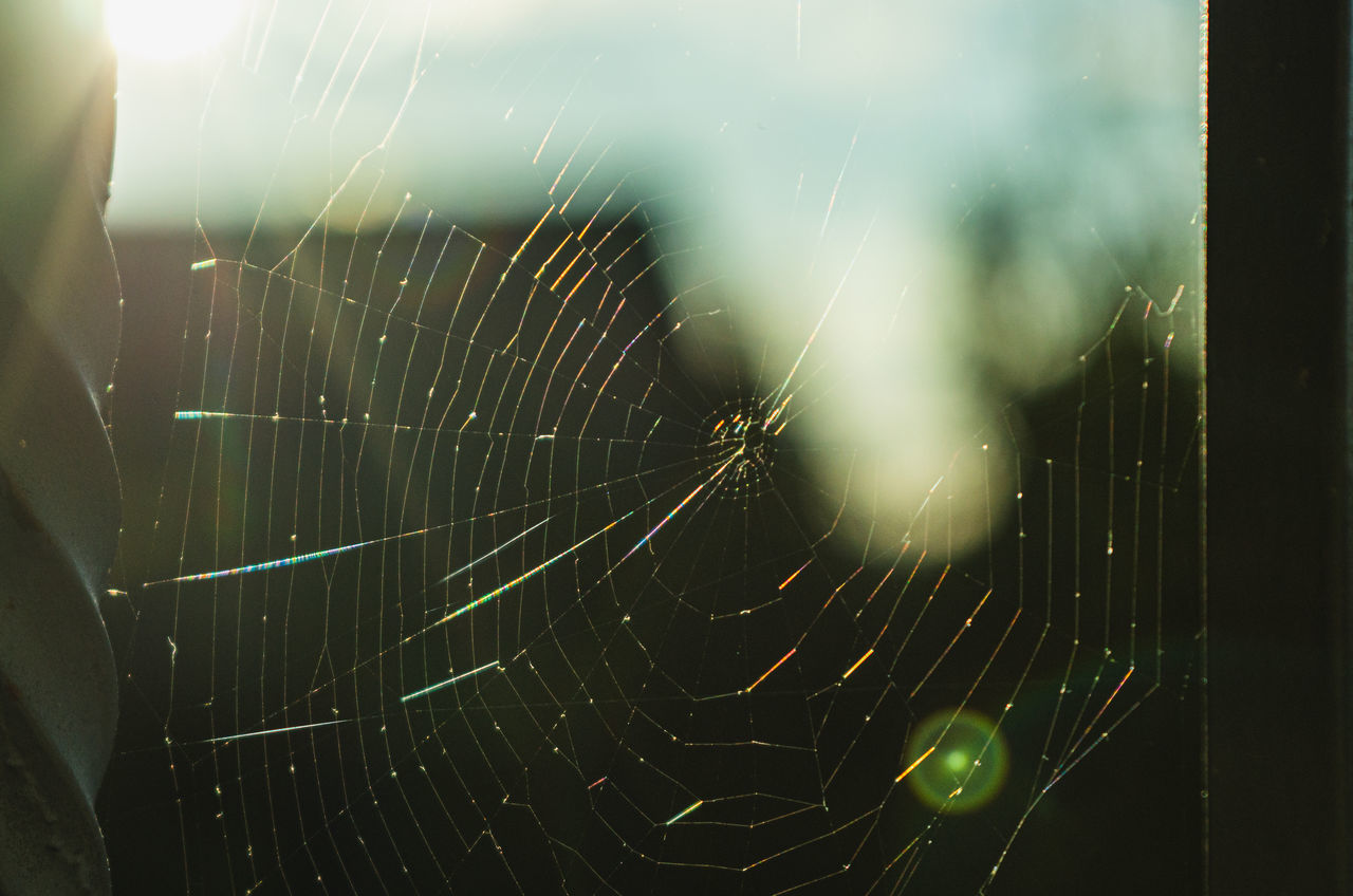 CLOSE-UP OF SPIDER WEB IN A SUNLIGHT