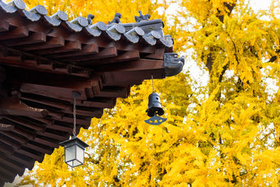 Low angle view of yellow flowers on roof against building