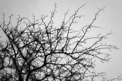 Low angle view of silhouette tree against sky