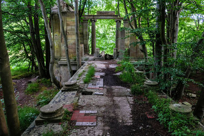 Footpath amidst trees and plants in forest