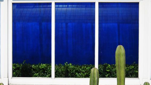 Plants against blue sky