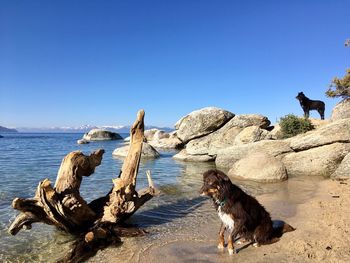 Dog on rock at beach against clear blue sky