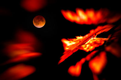 Close-up of orange leaves against sky at night