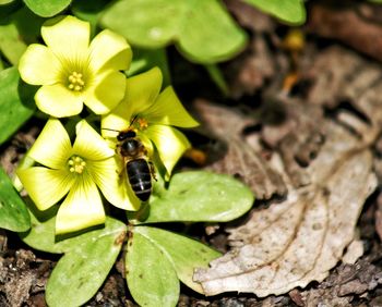 Close-up of bee on flower