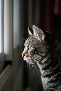 Close-up of a cat looking away