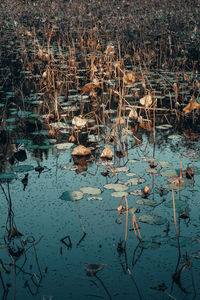 Reflection of plants in water