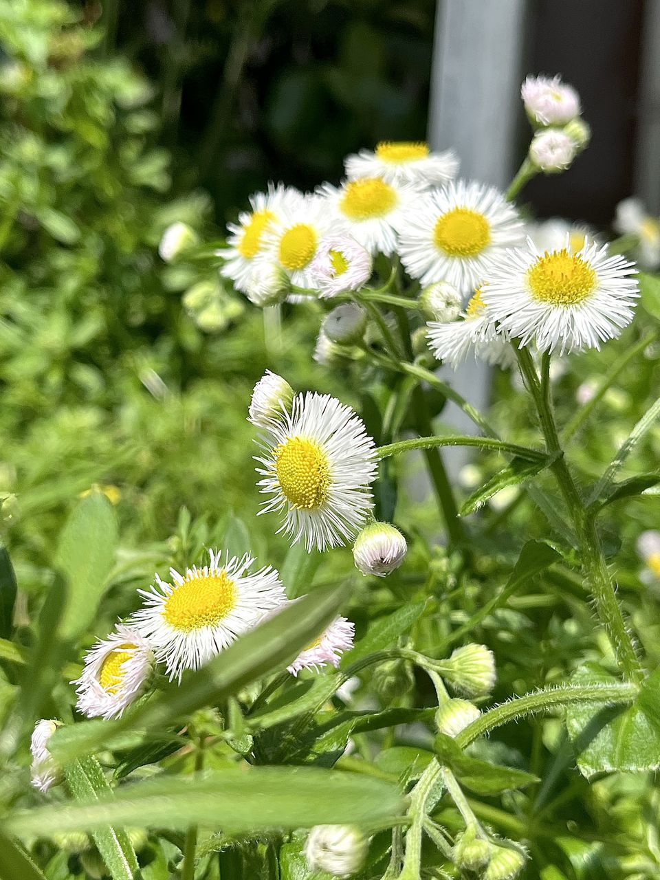 flower, flowering plant, plant, freshness, beauty in nature, fragility, flower head, growth, nature, meadow, close-up, daisy, inflorescence, white, yellow, petal, no people, wildflower, green, day, focus on foreground, outdoors, botany, springtime, plant part, grass, leaf, garden, blossom, herb