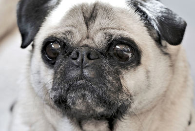 Close up of pug face with big eyes