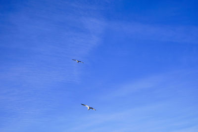 Low angle view of birds flying in sky