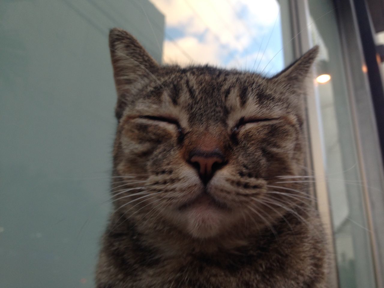 domestic cat, one animal, pets, mammal, animal themes, domestic animals, cat, feline, whisker, close-up, indoors, animal head, window, looking away, relaxation, focus on foreground, no people, portrait, alertness, animal body part