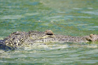 Close-up of crocodile swimming in water