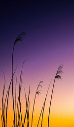 Low angle view of silhouette plants against sky during sunset