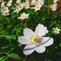 Close-up of white flower