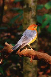 Close-up of bird perching on leaf