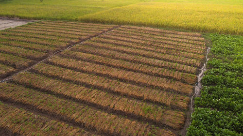 High angle view of agricultural field