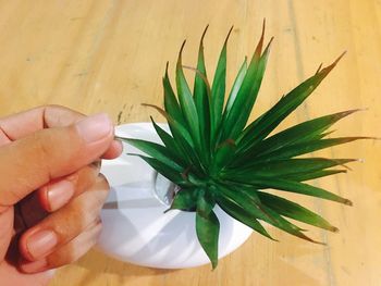 Close-up of woman holding plant