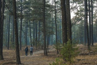 Rear view of people walking in forest