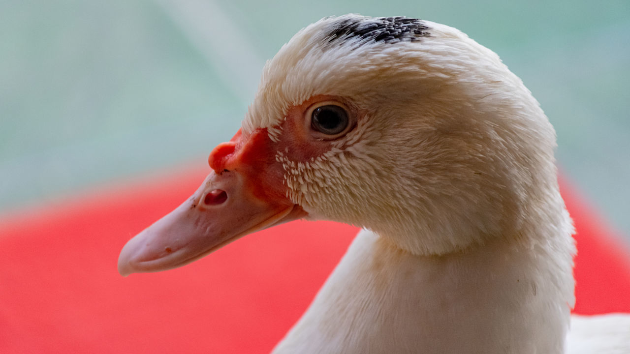 CLOSE-UP OF DUCK