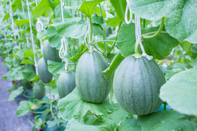 Close-up of fruits growing on plant