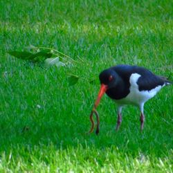 Close-up of bird perching on field