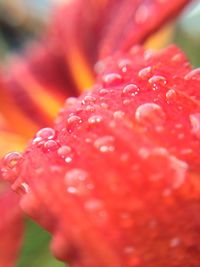 Macro shot of red flower