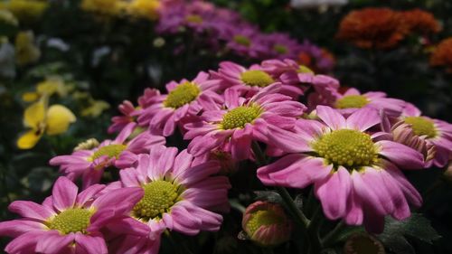 Close-up of pink flowering plants