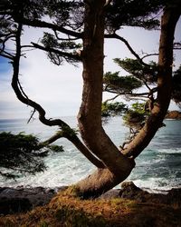Tree trunk by sea against sky