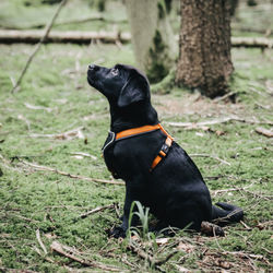 Black dog looking away while sitting on field