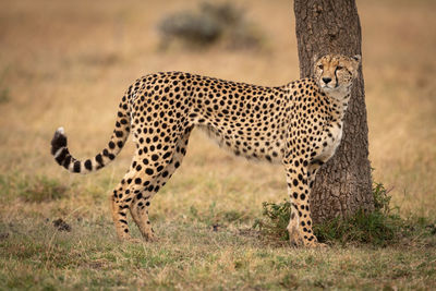 Cheetah on grassy field during sunny day