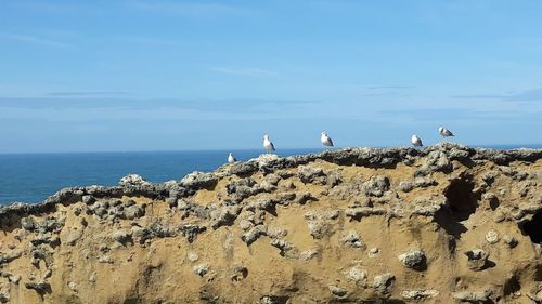 View of seagull on rock by sea against sky