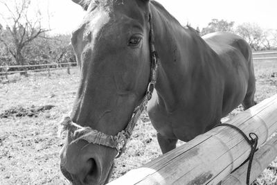 Horse standing on field against sky