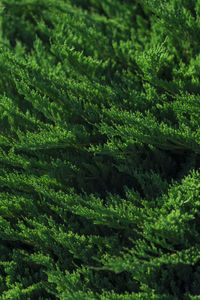 Full frame shot of fresh green plants in forest