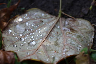 Close-up of wet leaves during rainy season