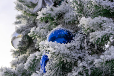 Close-up of snow on tree during winter