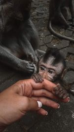 Monkey with human