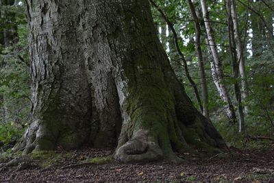 Trees in forest