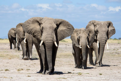 Elephants with infant walking on landscape against sky