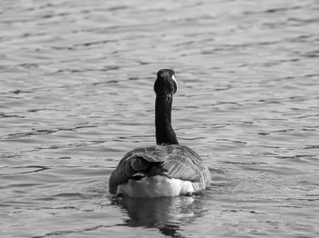 Duck swimming in lake