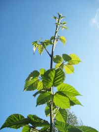 Low angle view of leaves against clear blue sky
