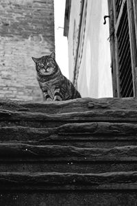 Portrait of a cat sitting on wood