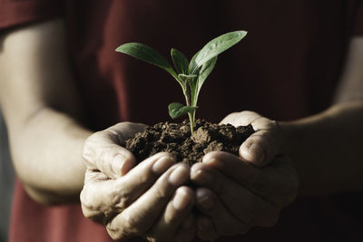 Close-up of woman holding plant