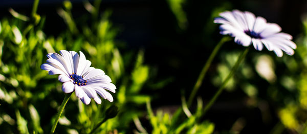 Two white african daisies or cape daisies osteospermum, side view. 