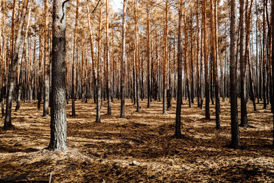 Trees in burned forest