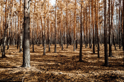 Trees in forest