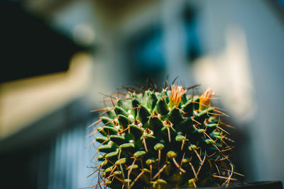 Close-up of plant