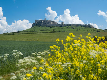 Yellow flowers growing on field against sky