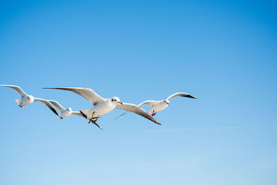 Low angle view of seagulls flying